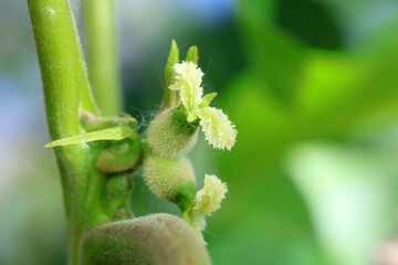 Young walnut fruit on branches, North China
