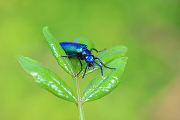 Coleoptera insect -- green Daphne genkwa, North China