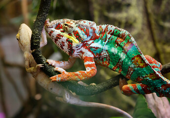 Panther chameleon Ambato. Male and female.
This is a brightly colored species of reptile lizards that live in the tropical forests of the Republic of Madagascar. The body is painted in various shades 