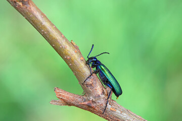 Coleoptera insect -- green Daphne genkwa, North China