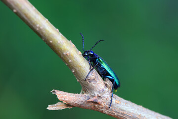Coleoptera insect -- green Daphne genkwa, North China