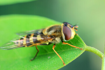 Naklejka premium Aphid eating flies in the wild, North China