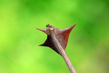 Hard thorns on jujube branches