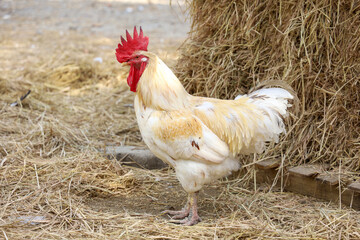 The beatong hen in farm at thailand