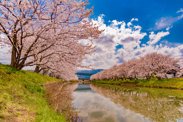 福岡県糸島市池田川河川敷の桜
