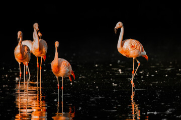 flamingo in the water