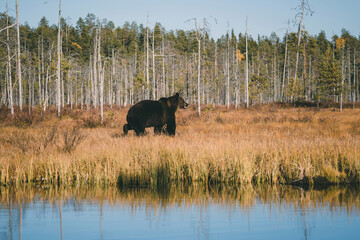 Wild brown bear in Finland wetlands