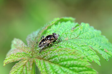 Aphid eating flies in the wild, North China