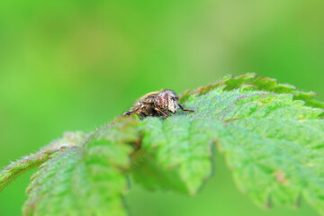 Aphid eating flies in the wild, North China