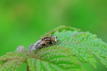 Aphid eating flies in the wild, North China