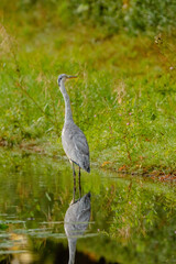 great blue heron