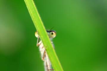 damselfly, a dragonfly insect, North China