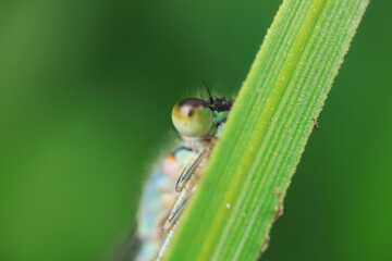 damselfly, a dragonfly insect, North China