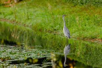 great blue heron