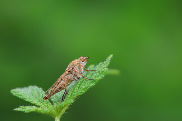 Gadfly on wild plants, North China