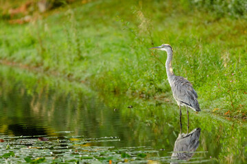 great blue heron