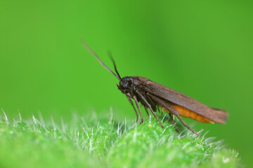 Lepidoptera insects in the wild, North China