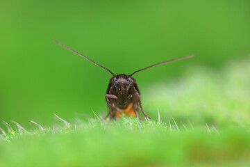 Lepidoptera insects in the wild, North China