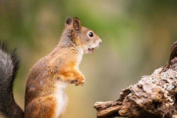 Cute squirrel in wild nature in Finland