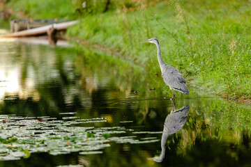 great blue heron