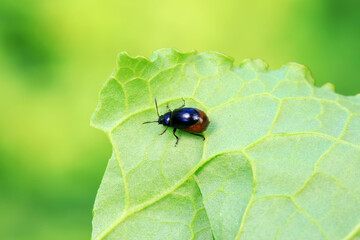 Leaf beetle on wild plants, North China