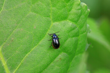 Leaf beetle on wild plants, North China