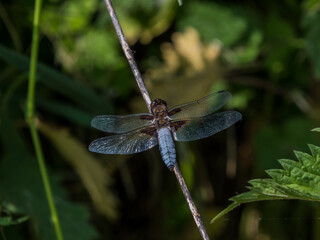 Libele, Blaupfeil sitzt auf einem Ast