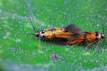 Lepidoptera insects in the wild, North China