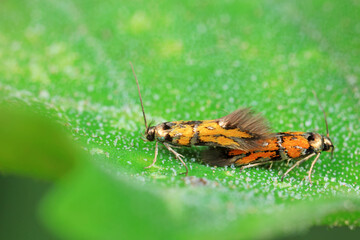 Lepidoptera insects in the wild, North China