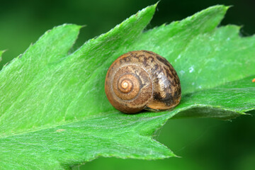 Snails on wild plants, North China