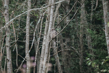 Strix uralensis wild owl in czech forest