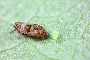 Leaf cicada on wild plants, North China