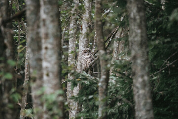 Strix uralensis wild owl in czech forest