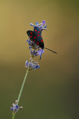 Zygaena ephialtes on Lavandula