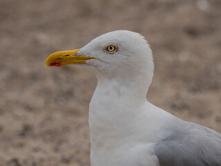 Silbermöwe Portrait
