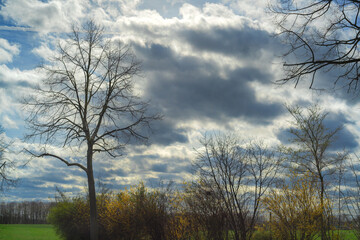 Bare trees against a slightly cloudy sky.