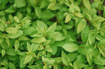 Fototapeta premium green leaves in selective focus