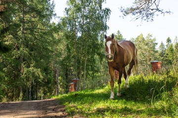 Obraz premium The chestnut horse grazes among the forest and green grass. Livestock concept.