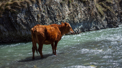 cow in the mountain river
