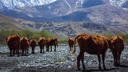 cows on the mountain river