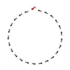 Red ant going different way from black ants isolated on white background. Concept other thinking, unique,