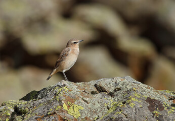 Northern wheatear