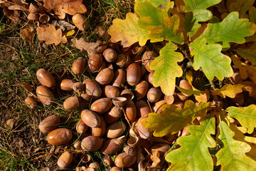 Eicheln auf dem Waldboden im Herbst