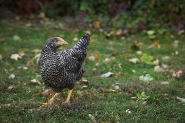 Beautiful chicken in yard on farm. Domestic animal