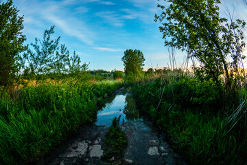 summer morning. road to the forest. Trees and clouds. Sunrise over the woods 