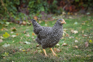 Beautiful chicken in yard on farm. Domestic animal