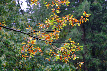 Die Laubfärbung im Herbst verändert die Blattfärbung
