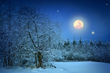 Christmas sky background with full moon and winter trees.