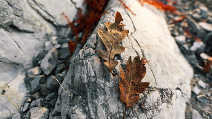 oak leaves on stones in the mountains
