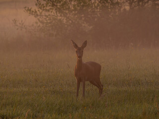 Reh am Nebeligen morgen